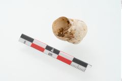 Foto von Schneckengehäuse (NHMW-PRAE-002237d)